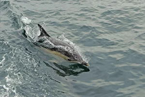 Images Dated 15th June 2010: Common dolphin (Delphinus delphis) at surface, near South Uist, Outer Hebrides, Scotland
