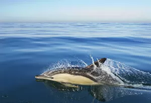 Dolphins Collection: Common dolphin (Delphinus delphis) surfacing, Atlantic ocean, Portugal, September