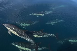 Common dolphins ( Delphinus delphis) swimming below the surface, Atlantic Ocean, Portugal