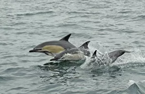 Common dolphins (Delphinus delphis) breaching, near South Uist, Outer Hebrides, Scotland
