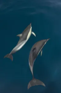Elegance Prints: Common dolphins (Delphinus delphis) pair in mating ritual, Atlantic ocean, Portugal, July