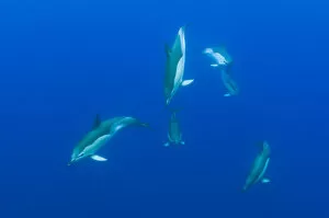 Images Dated 20th June 2009: Common dolphins (Delphinus delphis) Pico, Azores, Portugal, June 2009