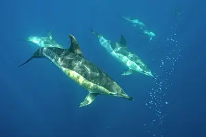 Azores Prints: Common dolphins (Delphinus delphis) pod, Horta island, Azores, Atlantic Ocean