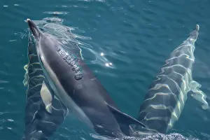 Delphinidae Prints: Common dolphins (Delphinus delphis) pod surfacing
