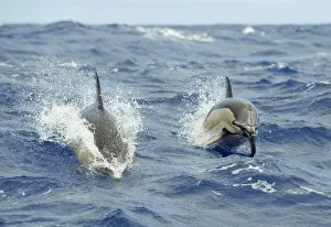 Dolphins Gallery: Two Common dolphins (Delphinus delphis) porpoising, Pico, Azores, Portugal, June 2009