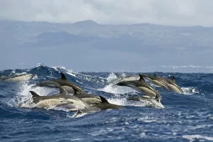 Common dolphins (Delphinus delphis) porpoising, Pico, Azores, Portugal, June 2009