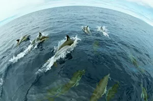 Action Gallery: Common dolphins (Delphinus delphis) surfacing, Fisheye lens. Pico, Azores, Portugal