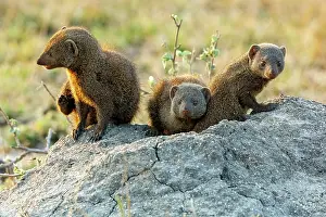 Private Reserve Prints: Three Common dwarf mongoose (Helogale parvula) resting on a rock