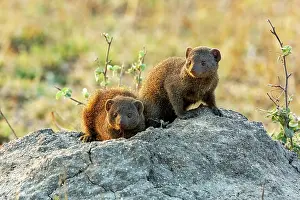 Private Reserve Prints: Two Common dwarf mongoose (Helogale parvula) resting on a rock