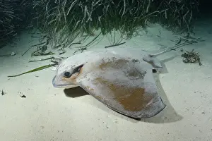 Rays Prints: Common eagle ray (Myliobatis aquila) foraging on seabed at night
