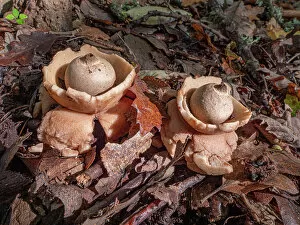 Common earth-star fungi (Geastrum triplex) on woodland floor, Orvieto, Umbria. Italy, November