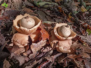 Gasteromycetes Prints: Common earth-star fungi (Geastrum triplex) on woodland floor