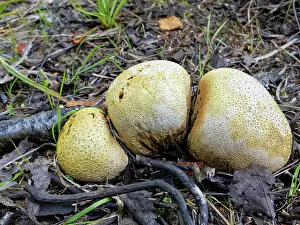 Boletales Prints: Common earthball (Scleroderma citrinum) group growing on damp woodland floor