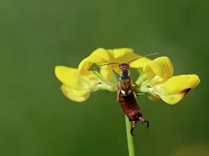Somerset Prints: Common earwig (Forficula auricularia) male