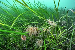 Alismatales Prints: Common eel grass (Zostera marina) with juvenile Snakelocks anemones (Anemonia viridis) on riverbed