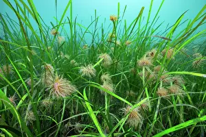 Alismatales Prints: Common eel grass (Zostera marina) with juvenile Snakelocks anemones (Anemonia viridis) on riverbed