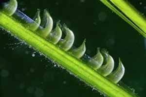 Alismatales Prints: Common eelgrass (Zostera marina) flowers and pollen particles, Helford River, Cornwall, UK