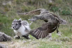 Common eider duck (Somateria mollissima) female defending her nest from arctic fox