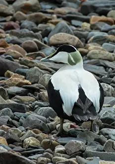 Pebbles Prints: Common eider (Somateria mollissima) drake