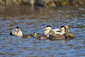 Duck Prints: Three Common eider (Somateria mollissima) drakes and two females on water with ducklings