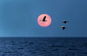 Duck Prints: Three Common eiders (Somateria mollissima) in flight at dusk, Parainen Uto, Finland. May