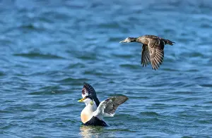 Anatidae Prints: Common eiders (Somateria mollissima) pair
