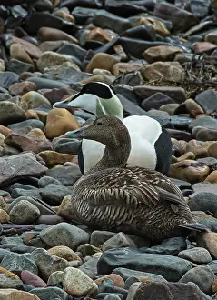 Pebbles Prints: Common eiders (Somateria mollissima) pair resting on shoreline pebbles