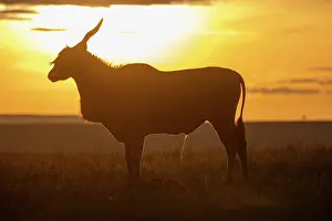 Silhouetted Prints: Common eland (Tragelaphus oryx) male