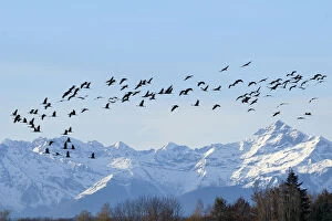 Common / Eurasian crane (Grus grus) flock in flight with snow topped Pyrenees mountains