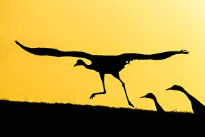 Common / Eurasian cranes (Grus grus) taking flight for roasting site, at sunset, silhouetted