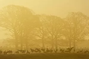 Common / Eurasian cranes (Grus grus) silhouetted on ground in front of trees at sunrise