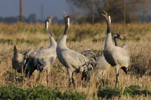 Gruidae Prints: Common / Eurasian cranes (Grus grus) three 18 month juveniles, Bart, Christine
