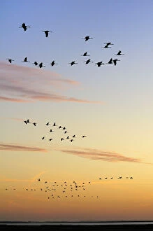 Common / Eurasian cranes (Grus grus) flying from roost site at sunrise, silhouetted