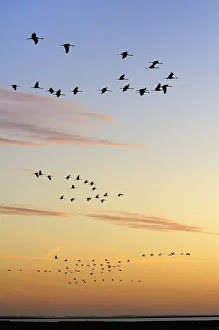 Groups Prints: Common / Eurasian cranes (Grus grus) flying from roost site at sunrise, silhouetted
