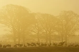 Sweden Prints: Common / Eurasian cranes (Grus grus) silhouetted on ground in front of trees at sunrise