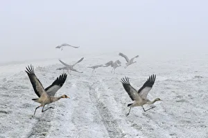Departure Prints: Common / Eurasian cranes (Grus grus) small flock of juveniles taking flight over the frozen