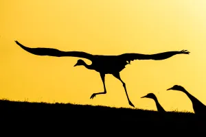 Common / Eurasian cranes (Grus grus) taking flight for roasting site, at sunset, silhouetted