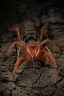 Portugal Prints: Common European solifugid (Gluvia dorsalis) portrait