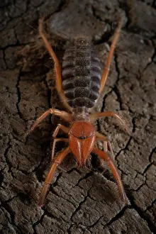 Common European solifugid (Gluvia dorsalis) portrait, Parque Natural da Arrabida, Portugal. September