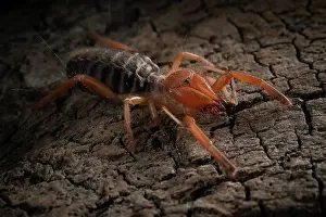 Portugal Prints: Common European solifugid (Gluvia dorsalis) portrait