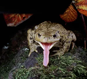 Common European Toad (Bufo bufo) catching prey, sequence 2 / 2, captive, UK