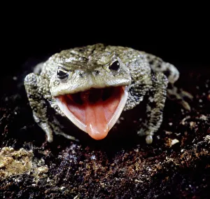 Amphibians Gallery: Common European Toad (Bufo bufo) catching prey, sequence 1 / 2, captive, UK