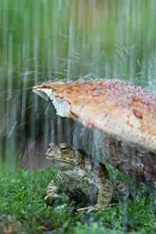 Common european toad (Bufo bufo) sheltering under toadstool from rain, wild toad
