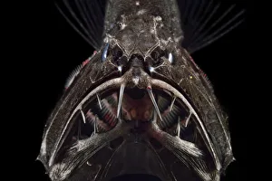 Common fangtooth (Anoplogaster cornuta) deep sea species from Atlantic Ocean close to Cape Verde
