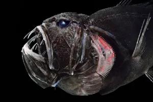 Deep Sea Prints: Common fangtooth (Anoplogaster cornuta) deep sea species from Atlantic Ocean close to Cape Verde