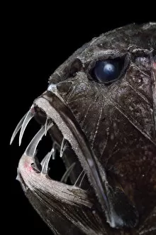 Deep Sea Collection: Common fangtooth (Anoplogaster cornuta) portrait, deep sea species from Atlantic