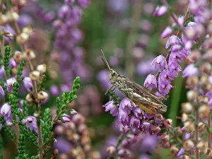 Heathland Prints: Common field grasshopper (Chorthippus brunneus) basking on Common heather (Calluna vulgaris) flowerhead on heathland