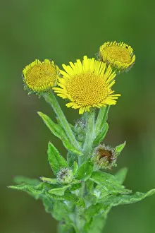 Monmouthshire Prints: Common fleabane (Pulicaria Dysenterica) in flower