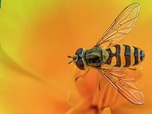 Syrphidae Prints: Common flower fly (Syrphus ribesii) resting on California poppy (Eschscholzia californica)