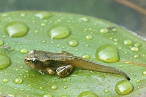 Amphibian Gallery: Common frog froglet {Rana temporaria} with tail, Scotland UK